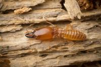 Termite Control Northgate image 2